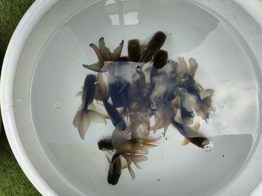 倉庫◆生体オランダショートテール当歳魚約4〜5センチ（1匹）オランダ/金魚/琉金/きんぎょ/国産金魚【金魚小屋-希-福岡】