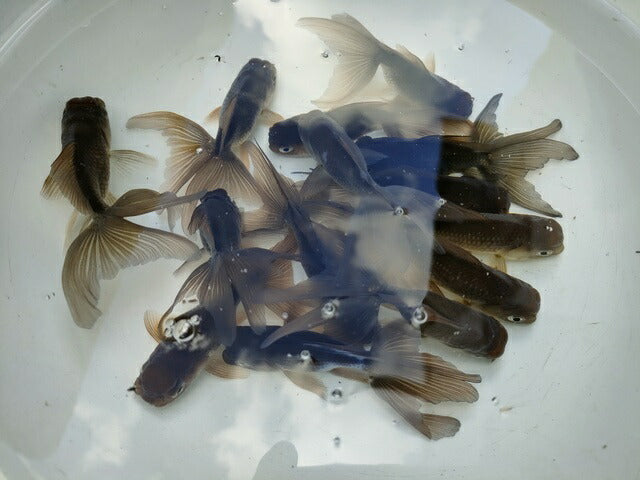 倉庫◆生体オランダショートテール当歳魚約4〜5センチ（1匹）オランダ/金魚/琉金/きんぎょ/国産金魚【金魚小屋-希-福岡】