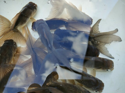 倉庫◆生体オランダショートテール当歳魚約4〜5センチ（1匹）オランダ/金魚/琉金/きんぎょ/国産金魚【金魚小屋-希-福岡】