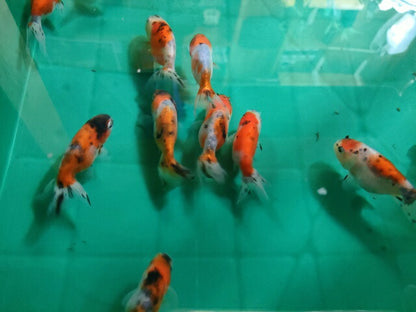 生体江戸錦弐歳魚約7センチ（1匹）らんちゅう/金魚/桜錦/変わりらんちゅう/きんぎょ/国産金魚【金魚小屋-希-福岡】