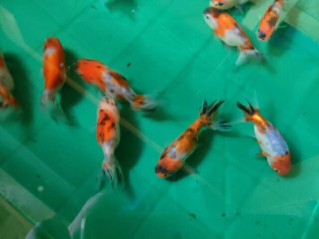 生体江戸錦弐歳魚約7センチ（1匹）らんちゅう/金魚/桜錦/変わりらんちゅう/きんぎょ/国産金魚【金魚小屋-希-福岡】