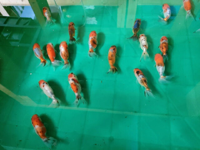 生体江戸錦弐歳魚約7センチ（1匹）らんちゅう/金魚/桜錦/変わりらんちゅう/きんぎょ/国産金魚【金魚小屋-希-福岡】