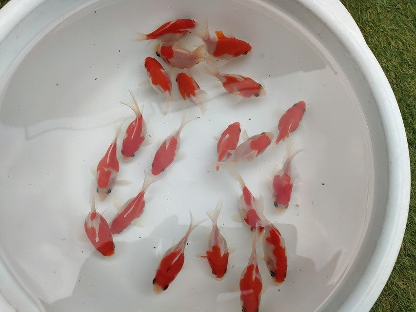 生体江戸錦弐歳魚約7センチ（1匹）らんちゅう/金魚/桜錦/変わりらんちゅう/きんぎょ/国産金魚【金魚小屋-希-福岡】