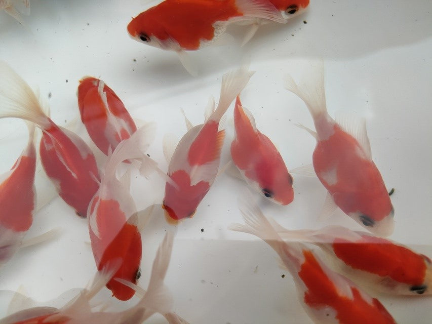 生体江戸錦弐歳魚約7センチ（1匹）らんちゅう/金魚/桜錦/変わりらんちゅう/きんぎょ/国産金魚【金魚小屋-希-福岡】