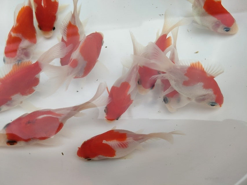 生体 更紗玉錦 当歳魚 約7センチ（1匹）玉サバ/金魚/福ダルマ/和金/きんぎょ/国産金魚【金魚小屋-希-福岡】