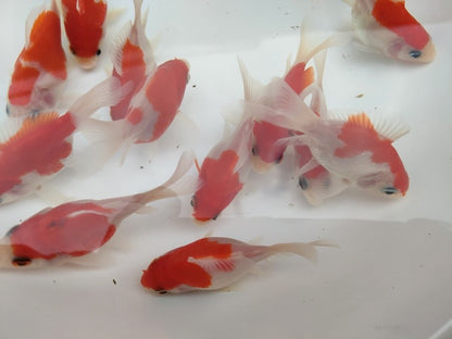 生体 更紗玉錦 当歳魚 約7センチ（1匹）玉サバ/金魚/福ダルマ/和金/きんぎょ/国産金魚【金魚小屋-希-福岡】