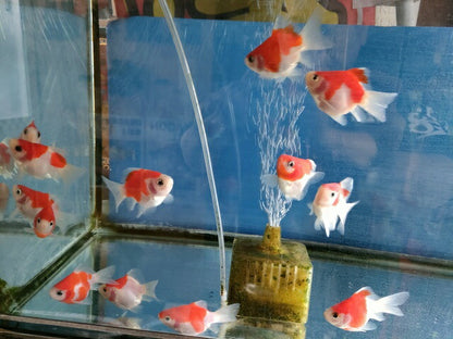 生体 更紗玉錦 当歳魚 約7センチ（1匹）玉サバ/金魚/福ダルマ/和金/きんぎょ/国産金魚【金魚小屋-希-福岡】