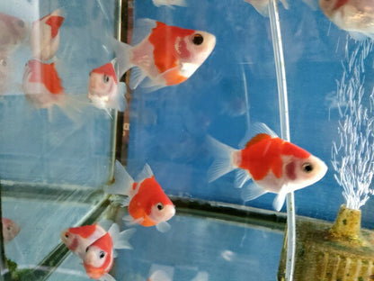 生体 更紗玉錦 当歳魚 約7センチ（1匹）玉サバ/金魚/福ダルマ/和金/きんぎょ/国産金魚【金魚小屋-希-福岡】