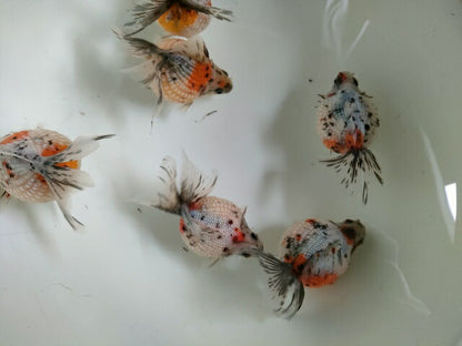 生体江戸錦弐歳魚約7センチ（1匹）らんちゅう/金魚/桜錦/変わりらんちゅう/きんぎょ/国産金魚【金魚小屋-希-福岡】