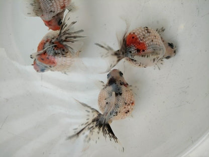 生体江戸錦弐歳魚約7センチ（1匹）らんちゅう/金魚/桜錦/変わりらんちゅう/きんぎょ/国産金魚【金魚小屋-希-福岡】