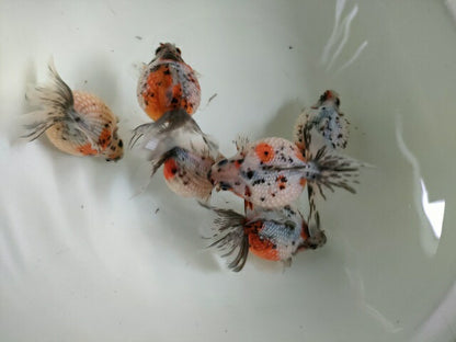 生体 中国産 キャリコピンポンパール 約7～8センチ（1匹）ちょうちんパール/金魚/浜錦/高頭パール/きんぎょ/中国金魚【金魚小屋-希-福岡】