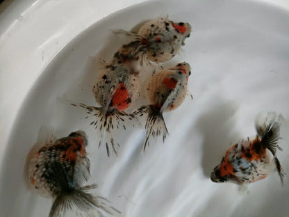 生体 中国産 キャリコピンポンパール 約7～8センチ（1匹）ちょうちんパール/金魚/浜錦/高頭パール/きんぎょ/中国金魚【金魚小屋-希-福岡】