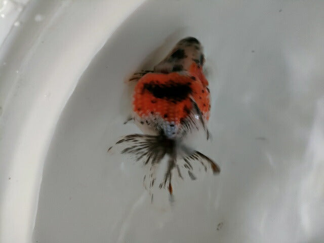 生体 中国産 キャリコピンポンパール 約7～8センチ（1匹）ちょうちんパール/金魚/浜錦/高頭パール/きんぎょ/中国金魚【金魚小屋-希-福岡】