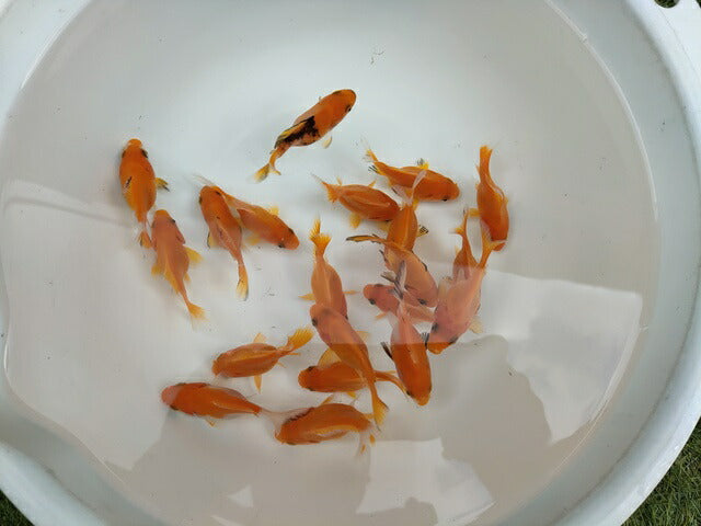 生体江戸錦弐歳魚約7センチ（1匹）らんちゅう/金魚/桜錦/変わりらんちゅう/きんぎょ/国産金魚【金魚小屋-希-福岡】