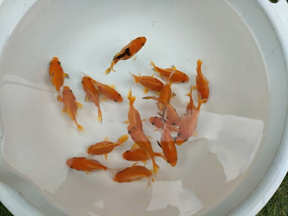 生体江戸錦弐歳魚約7センチ（1匹）らんちゅう/金魚/桜錦/変わりらんちゅう/きんぎょ/国産金魚【金魚小屋-希-福岡】