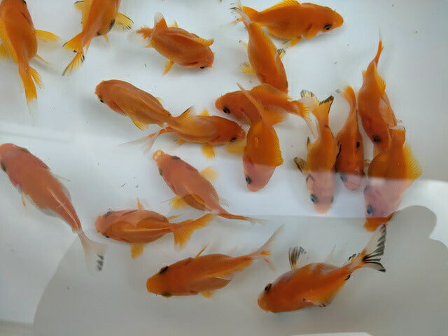 生体江戸錦弐歳魚約7センチ（1匹）らんちゅう/金魚/桜錦/変わりらんちゅう/きんぎょ/国産金魚【金魚小屋-希-福岡】