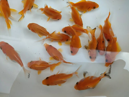 生体江戸錦弐歳魚約7センチ（1匹）らんちゅう/金魚/桜錦/変わりらんちゅう/きんぎょ/国産金魚【金魚小屋-希-福岡】