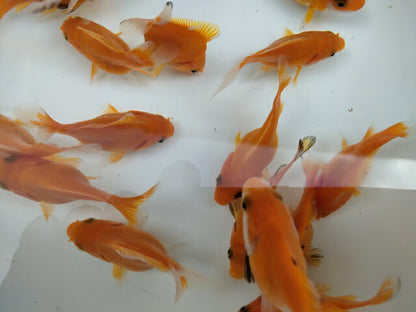 生体 イエロー玉黄金 当歳魚 約6センチ（1匹）玉サバ/金魚/福ダルマ/玉錦/きんぎょ/国産金魚【金魚小屋-希-福岡】