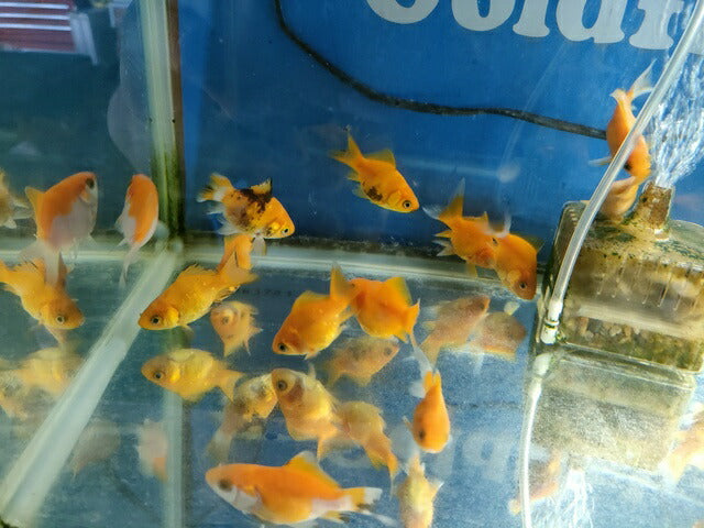 生体 イエロー玉黄金 当歳魚 約6センチ（1匹）玉サバ/金魚/福ダルマ/玉錦/きんぎょ/国産金魚【金魚小屋-希-福岡】