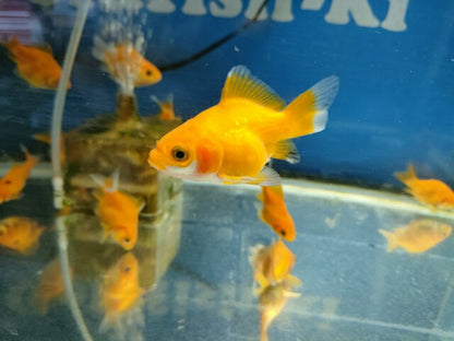 生体 イエロー玉黄金 当歳魚 約6センチ（1匹）玉サバ/金魚/福ダルマ/玉錦/きんぎょ/国産金魚【金魚小屋-希-福岡】