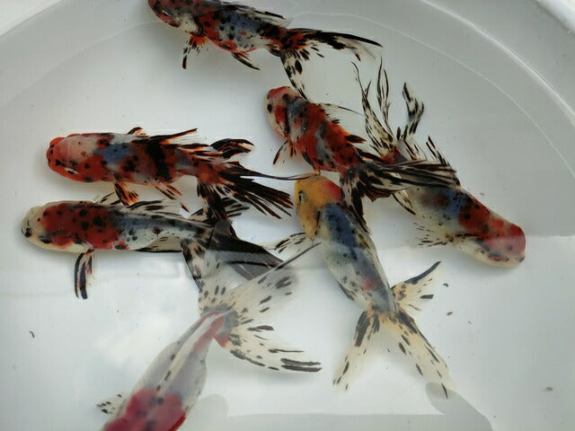 倉庫◆生体オランダショートテール当歳魚約4〜5センチ（1匹）オランダ/金魚/琉金/きんぎょ/国産金魚【金魚小屋-希-福岡】