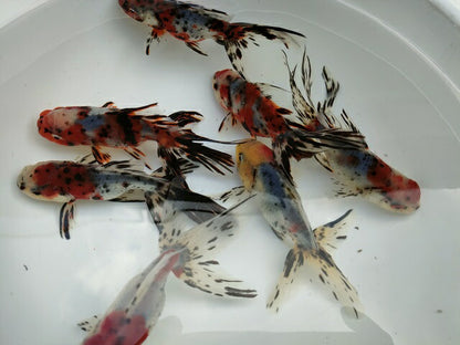 倉庫◆生体オランダショートテール当歳魚約4〜5センチ（1匹）オランダ/金魚/琉金/きんぎょ/国産金魚【金魚小屋-希-福岡】