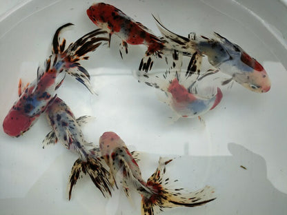 倉庫◆生体オランダショートテール当歳魚約4〜5センチ（1匹）オランダ/金魚/琉金/きんぎょ/国産金魚【金魚小屋-希-福岡】