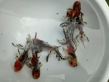 倉庫◆生体オランダショートテール当歳魚約4〜5センチ（1匹）オランダ/金魚/琉金/きんぎょ/国産金魚【金魚小屋-希-福岡】