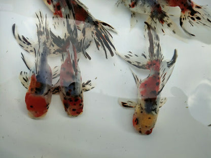 倉庫◆生体オランダショートテール当歳魚約4〜5センチ（1匹）オランダ/金魚/琉金/きんぎょ/国産金魚【金魚小屋-希-福岡】