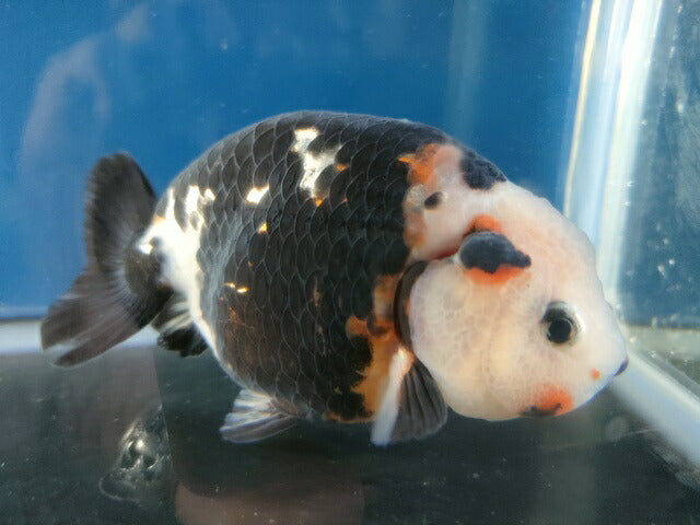 生体江戸錦弐歳魚約7センチ（1匹）らんちゅう/金魚/桜錦/変わりらんちゅう/きんぎょ/国産金魚【金魚小屋-希-福岡】