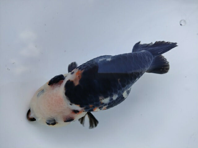 生体江戸錦弐歳魚約7センチ（1匹）らんちゅう/金魚/桜錦/変わりらんちゅう/きんぎょ/国産金魚【金魚小屋-希-福岡】