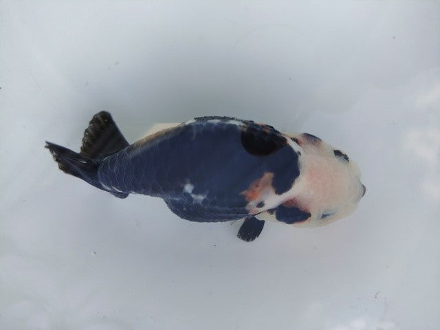 生体 中国産 キャリコらんちゅう(1) 約10～11センチ（1匹）ランチュウ/江戸錦/金魚/桜錦/変わりらんちゅう/きんぎょ/中国金魚【金魚小屋-希-福岡】