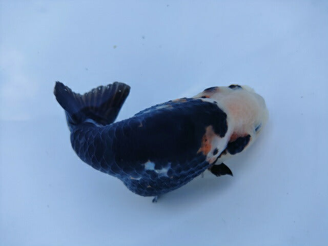 生体 中国産 キャリコらんちゅう(1) 約10～11センチ（1匹）ランチュウ/江戸錦/金魚/桜錦/変わりらんちゅう/きんぎょ/中国金魚【金魚小屋-希-福岡】