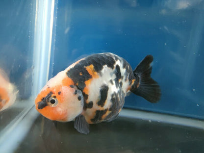 生体江戸錦弐歳魚約7センチ（1匹）らんちゅう/金魚/桜錦/変わりらんちゅう/きんぎょ/国産金魚【金魚小屋-希-福岡】