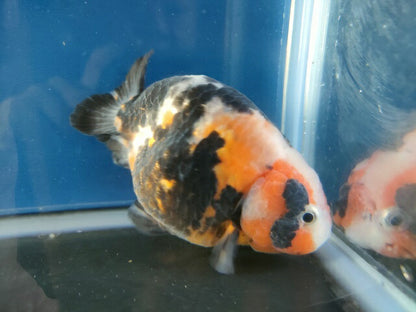 生体江戸錦弐歳魚約7センチ（1匹）らんちゅう/金魚/桜錦/変わりらんちゅう/きんぎょ/国産金魚【金魚小屋-希-福岡】