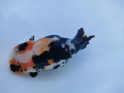 生体 中国産 キャリコらんちゅう(2) 約10～11センチ（1匹）ランチュウ/江戸錦/金魚/桜錦/変わりらんちゅう/きんぎょ/中国金魚【金魚小屋-希-福岡】