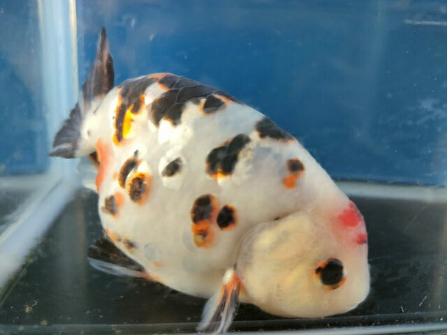 生体江戸錦弐歳魚約7センチ（1匹）らんちゅう/金魚/桜錦/変わりらんちゅう/きんぎょ/国産金魚【金魚小屋-希-福岡】