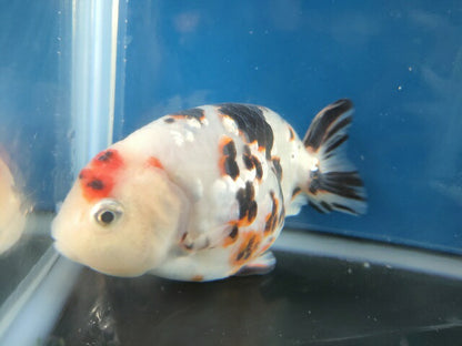 生体江戸錦弐歳魚約7センチ（1匹）らんちゅう/金魚/桜錦/変わりらんちゅう/きんぎょ/国産金魚【金魚小屋-希-福岡】