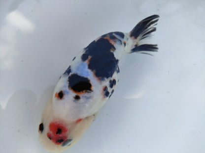 生体 中国産 キャリコらんちゅう(3) 約10～11センチ（1匹）ランチュウ/江戸錦/金魚/桜錦/変わりらんちゅう/きんぎょ/中国金魚【金魚小屋-希-福岡】