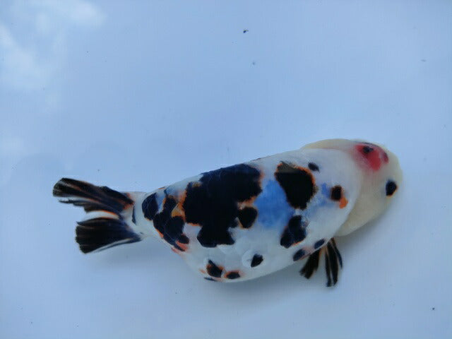 生体 中国産 キャリコらんちゅう(3) 約10～11センチ（1匹）ランチュウ/江戸錦/金魚/桜錦/変わりらんちゅう/きんぎょ/中国金魚【金魚小屋-希-福岡】