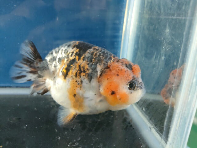 生体江戸錦弐歳魚約7センチ（1匹）らんちゅう/金魚/桜錦/変わりらんちゅう/きんぎょ/国産金魚【金魚小屋-希-福岡】