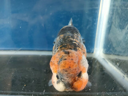 生体江戸錦弐歳魚約7センチ（1匹）らんちゅう/金魚/桜錦/変わりらんちゅう/きんぎょ/国産金魚【金魚小屋-希-福岡】