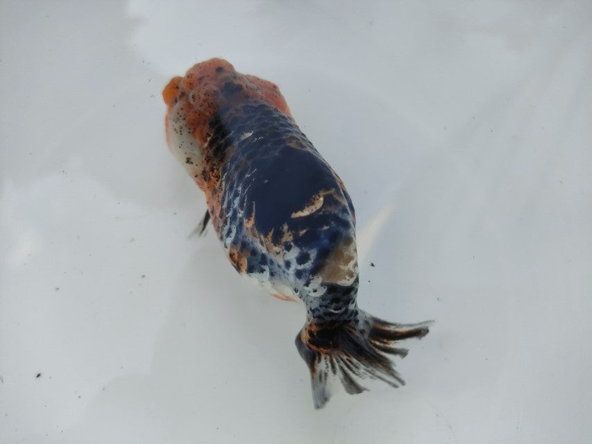 生体 中国産 キャリコらんちゅう(4) 約10～11センチ（1匹）ランチュウ/江戸錦/金魚/桜錦/変わりらんちゅう/きんぎょ/中国金魚【金魚小屋-希-福岡】