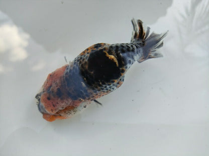 生体 中国産 キャリコらんちゅう(4) 約10～11センチ（1匹）ランチュウ/江戸錦/金魚/桜錦/変わりらんちゅう/きんぎょ/中国金魚【金魚小屋-希-福岡】