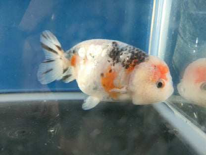 生体江戸錦弐歳魚約7センチ（1匹）らんちゅう/金魚/桜錦/変わりらんちゅう/きんぎょ/国産金魚【金魚小屋-希-福岡】