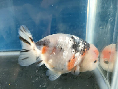 生体江戸錦弐歳魚約7センチ（1匹）らんちゅう/金魚/桜錦/変わりらんちゅう/きんぎょ/国産金魚【金魚小屋-希-福岡】