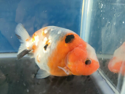 生体江戸錦弐歳魚約7センチ（1匹）らんちゅう/金魚/桜錦/変わりらんちゅう/きんぎょ/国産金魚【金魚小屋-希-福岡】