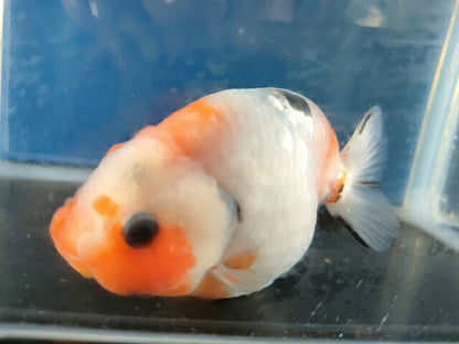 生体江戸錦弐歳魚約7センチ（1匹）らんちゅう/金魚/桜錦/変わりらんちゅう/きんぎょ/国産金魚【金魚小屋-希-福岡】