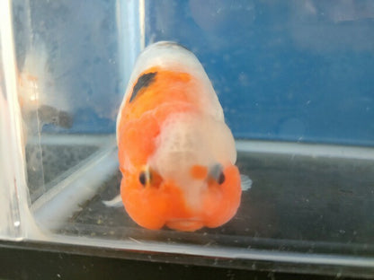 生体 中国産 キャリコらんちゅう(6) 約10～11センチ（1匹）ランチュウ/江戸錦/金魚/桜錦/変わりらんちゅう/きんぎょ/中国金魚【金魚小屋-希-福岡】