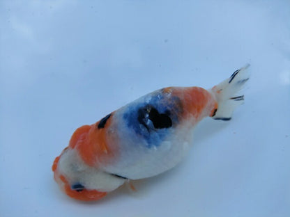 生体 中国産 キャリコらんちゅう(6) 約10～11センチ（1匹）ランチュウ/江戸錦/金魚/桜錦/変わりらんちゅう/きんぎょ/中国金魚【金魚小屋-希-福岡】